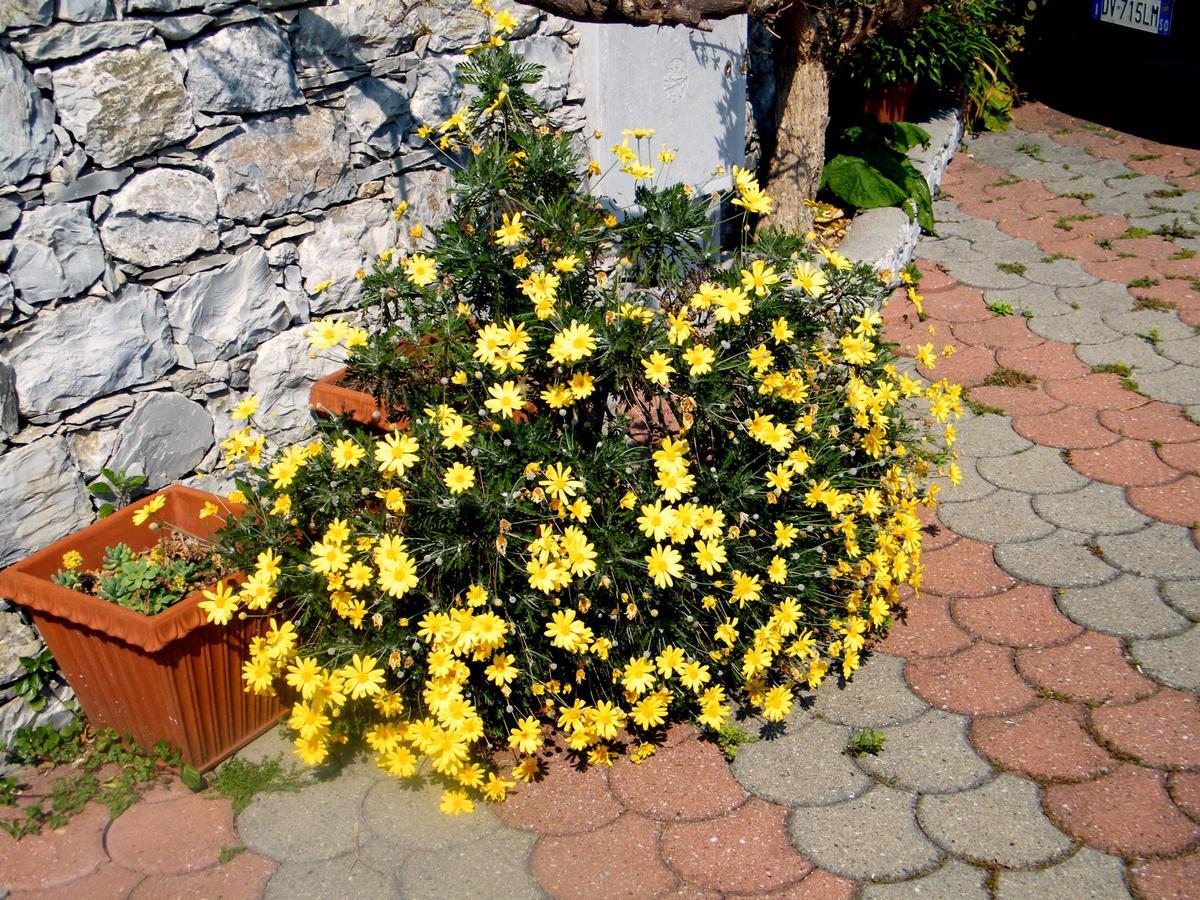 B&B Alle Ortensie Blu Sesta Godano Exteriör bild