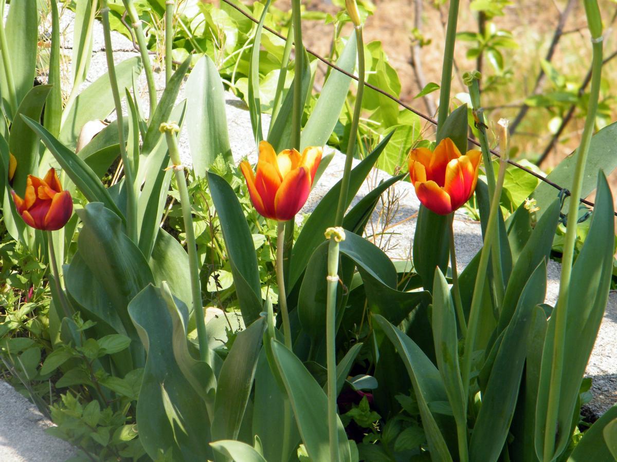 B&B Alle Ortensie Blu Sesta Godano Exteriör bild