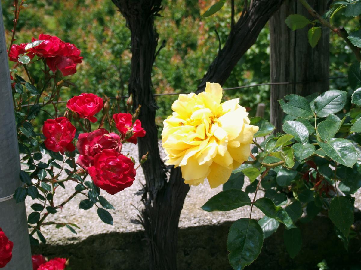 B&B Alle Ortensie Blu Sesta Godano Exteriör bild