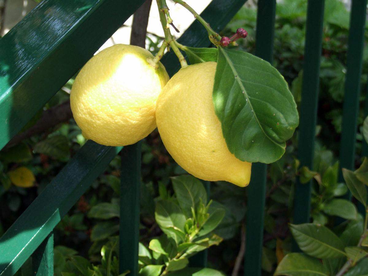 B&B Alle Ortensie Blu Sesta Godano Exteriör bild